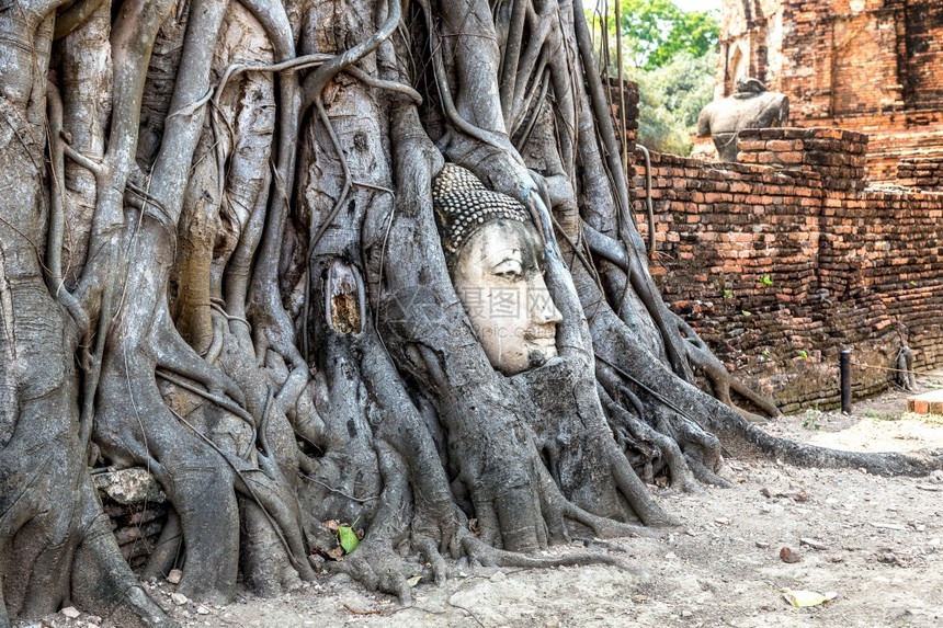 树根的布丁雕像之首夏日的寺庙泰兰图片