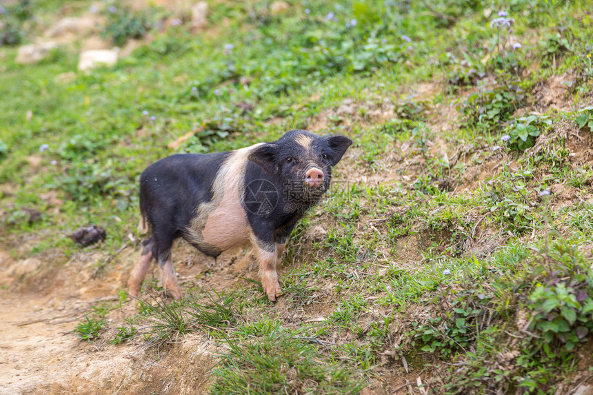 黑猪在夏日的萨巴laocivetnam图片