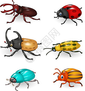 犀牛甲虫有趣的甲虫插画