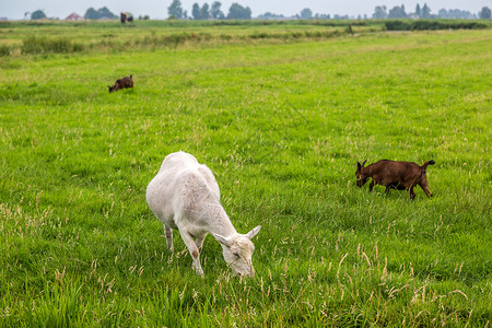 牧草上白山羊在霍兰的绿草上背景图片
