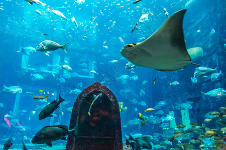 水族馆一景Dubai水族馆珊瑚礁上的热带鱼类照片背景