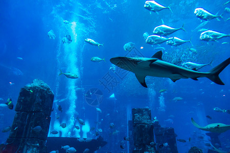 水族馆一景阿拉伯联合酋长国杜拜的大型水族馆背景