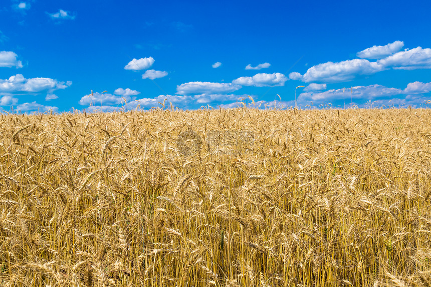 一个美丽的夏日小麦田图片