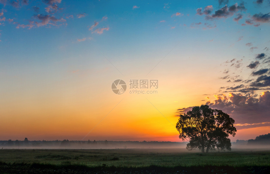 美丽的日出在绿色田野和夏天清晨的一棵树上图片