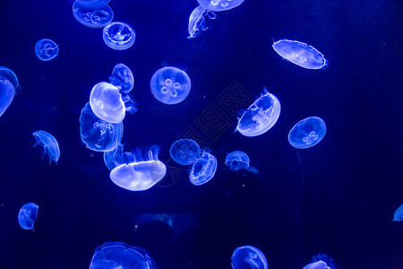 水母在深蓝中游泳图片