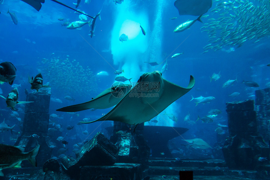 阿拉伯联合酋长国杜拜的大型水族馆图片