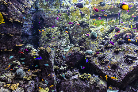 Dubai水族馆珊瑚礁上的热带鱼类照片图片