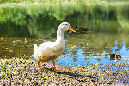夏日池塘旁的白鸭子背景图片