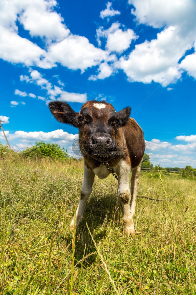 近视图夏日小牛在草地上站立图片