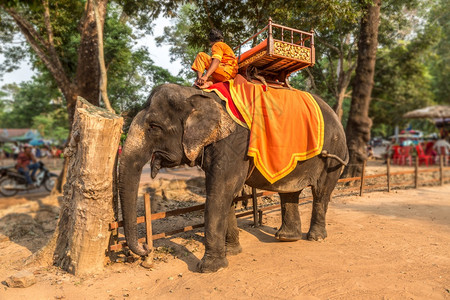 旅游者乘大象在寒冷的瓦特angkorwat地区图片