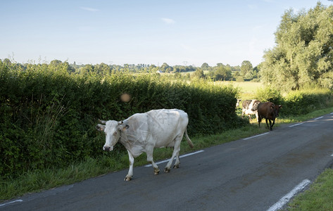 正在迁徙的法国奶牛图片
