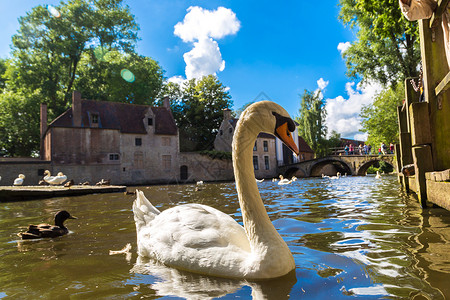 比利时布鲁日一个美丽的夏日里天鹅在运河里背景图片