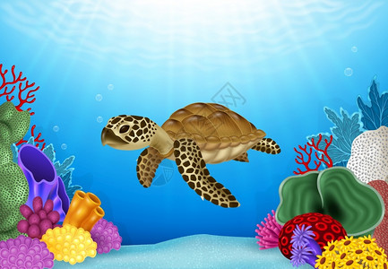 丽的水下世界和海龟图片