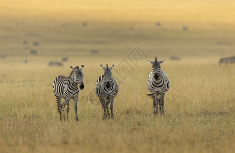 3个平原斑马例如夸加赛拉储备肯亚非洲图片