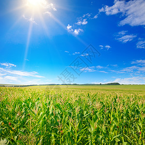 有玉米的绿地蓝天上明亮的太阳图片