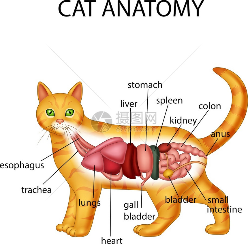 猫的解剖学图片