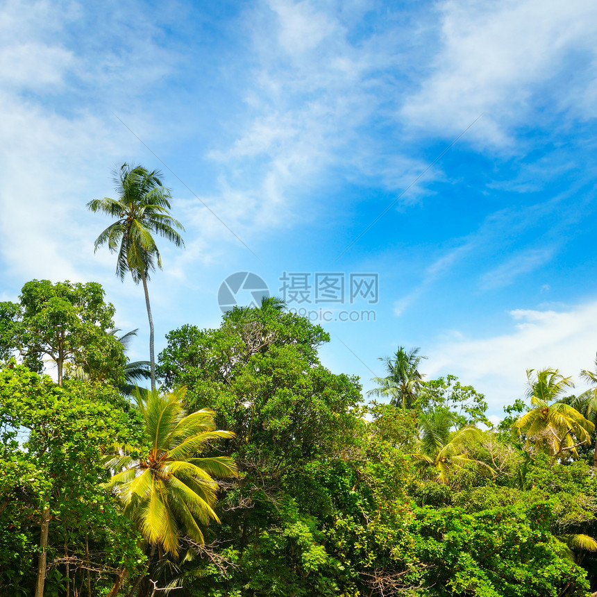 椰子棕榈树和天空美丽的热带背景图片