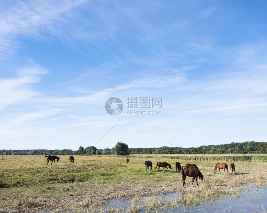 夏天在蓝色的空下在法国诺兰地的索姆米河三角洲的棕色马匹图片