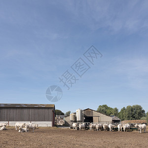 奶牛和旧农场图片
