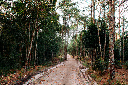 灵乌路空清晨PhuKradeng公园LoueiThalnd的松树林和空自然小路背景