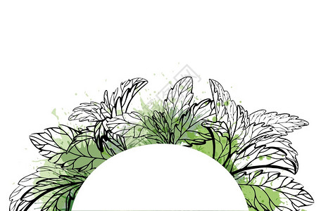 药用草提图半圆形框架配有水彩花植物草图的半圆形框架标签模板薄荷斯捷维亚和巴西尔有用的传统医药病媒圆形模板带有水彩花植物草图的半圆背景图片
