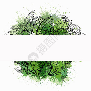 桑菊茶有机产品含植物草图和绿色水彩花的卡片标签矢量模板薄荷斯捷维亚和巴西尔病媒草药提炼有用的传统医药植物草图和绿色水彩花的卡片病媒草药设计图片