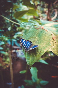 热带蓝蝴蝶在雨林的一片叶子上蓝热带蝴蝶在一片叶子上图片