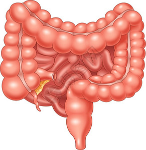 大肠和小的插图图片
