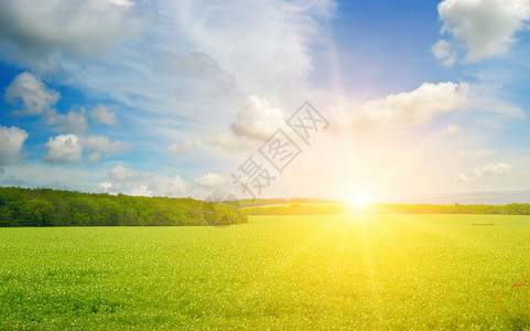 绿地蓝天空云彩明亮的日出在地平线上乡村高清图片素材