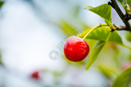 花园树枝上的红樱桃莓熟高清图片