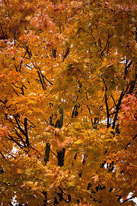 秋天黄色的树叶自然背景图片