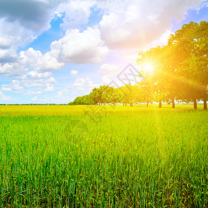 绿地太阳和蓝天空农业景观图片