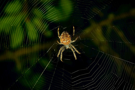 坐在蜘蛛网中蜘蛛恐惧症高清图片素材