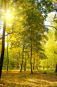 美丽的秋天公园阳光明媚的天气下黄树棕色的高清图片素材
