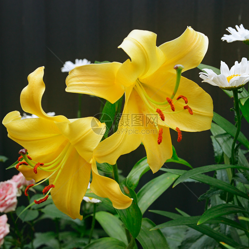 阴暗背景的黄色百合花夏日园阳光明媚的一天图片