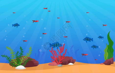 水下世界珊瑚礁鱼群海草礁石图片