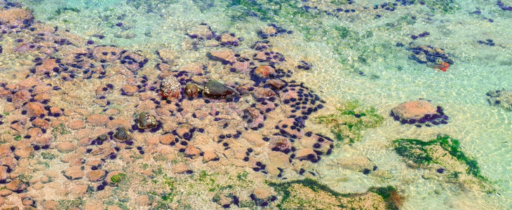 海底沙滩上的热带海胆珊瑚礁生命海岸危险上方的景象宽阔照片图片