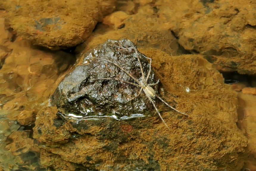 印度马哈拉施特拉邦信德胡德堡多洛梅德斯属捕鱼蜘蛛图片
