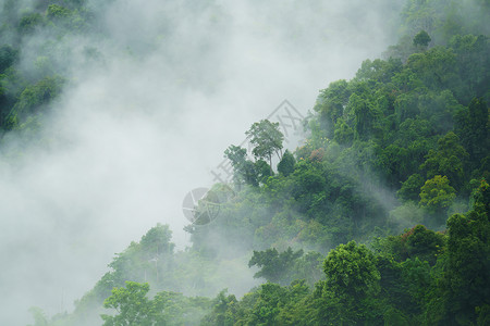 带雾的热森林景观图片