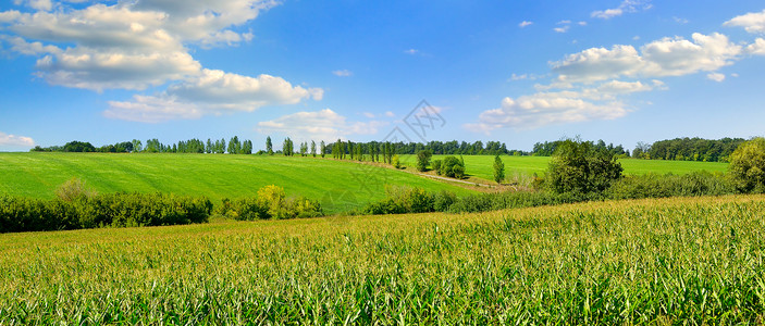 绿色的玉米田和蓝天空中美丽的云层农业景观宽阔的照片图片