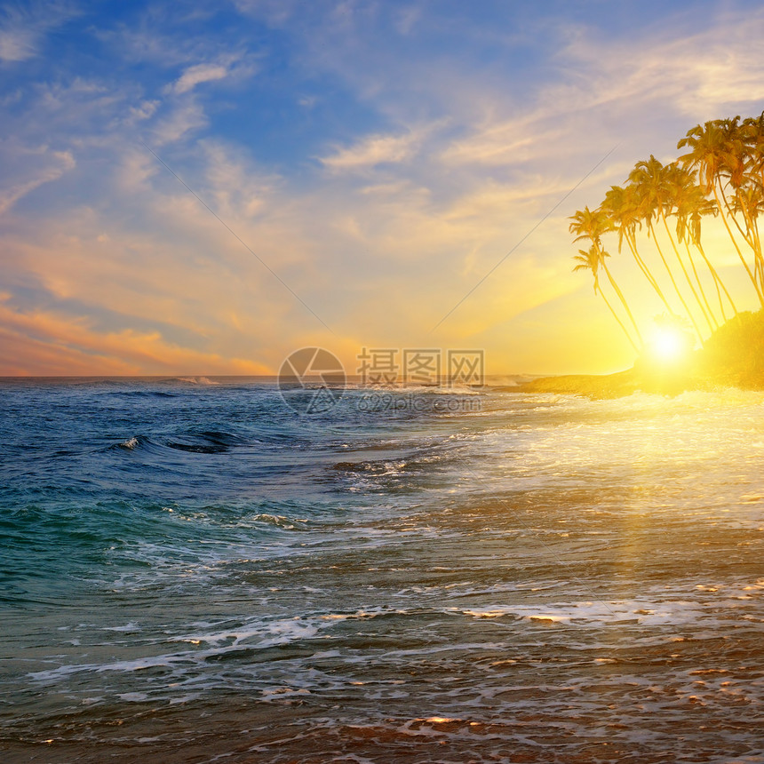 阳光明媚的海景黄和棕榈树的光影图片