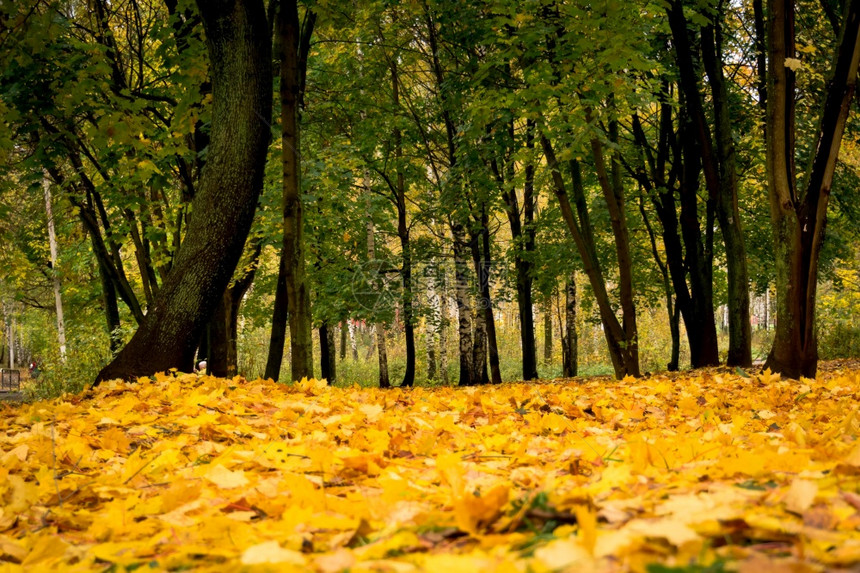 秋天的风景公园背的树上有黄叶图片