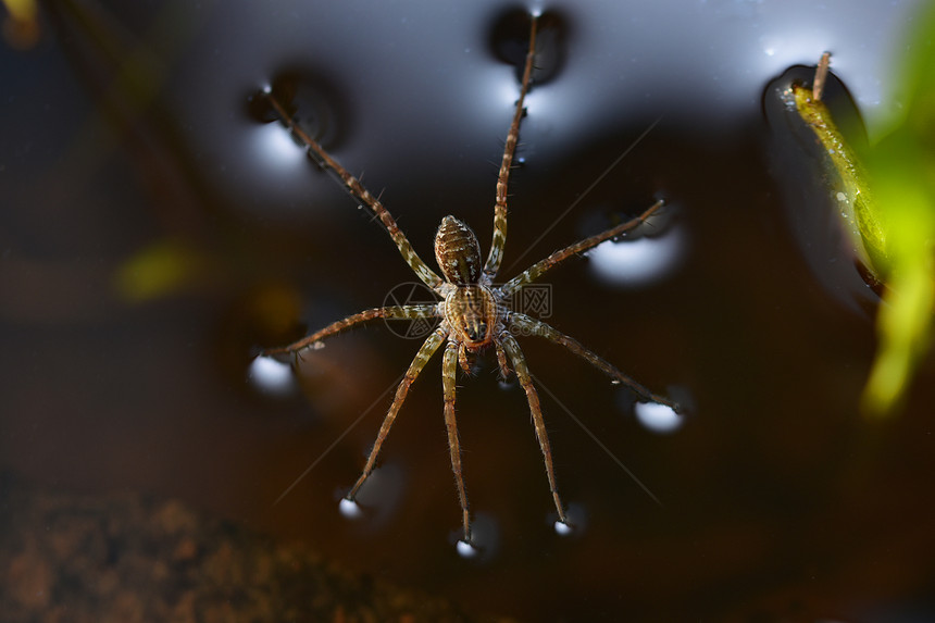 蜘蛛在水面上行走鱼松马哈拉施特印地安那图片