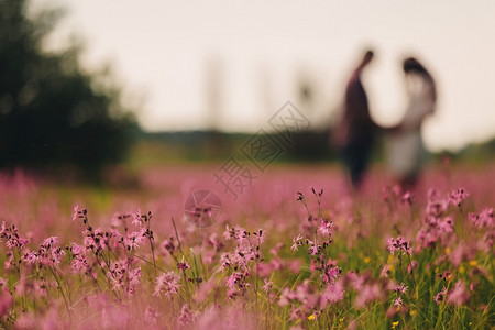 粉红花在田里夫妻背景选择焦点夫妇在田里背景高清图片