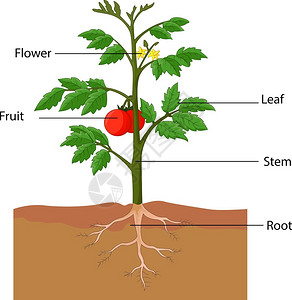 叶绿体显示番茄厂部分的插图插画