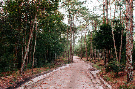 灵乌路空清晨PhuKradeng公园LoueiThalnd的松树林和空自然小路背景