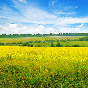 黄色的田野 鲜花和蓝色天空云。美丽的农村景观。图片