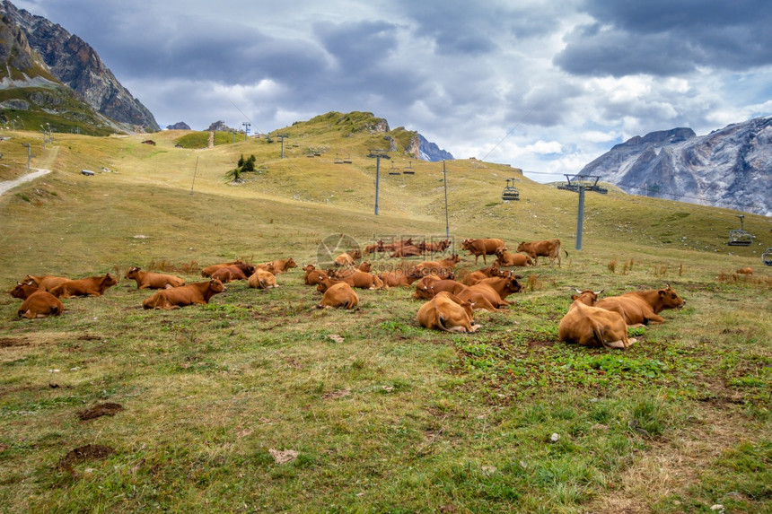 高山牧草中的牛图片