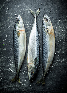 黑锈底鱼新鲜捕捉的鹦鹉鱼大西洋高清图片素材
