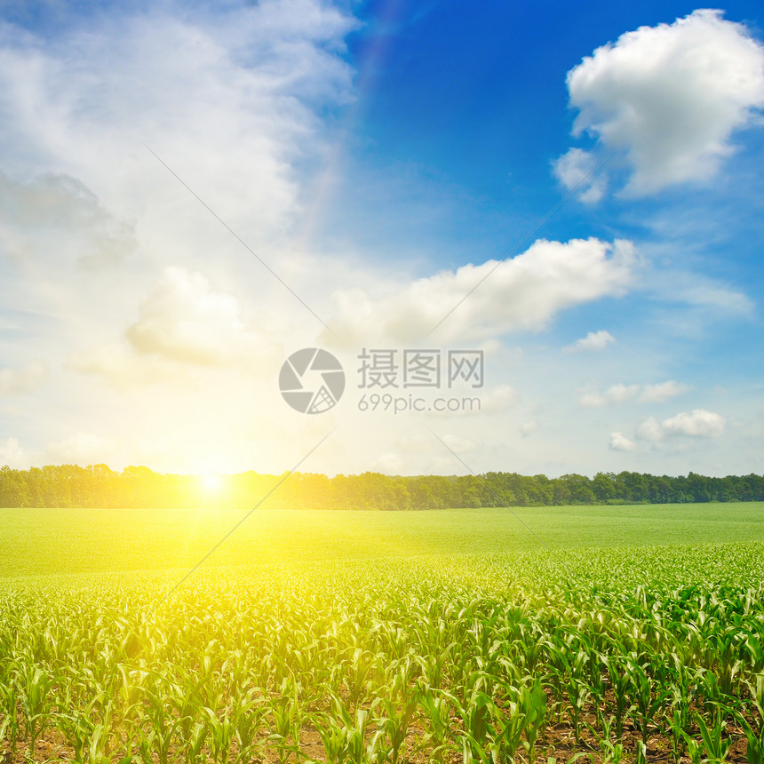 绿色的玉米田在多彩的天空下与太阳农业景观图片